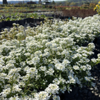 Purity Evergreen Candytuft