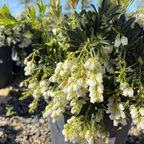 Purity Japanese Andromeda
