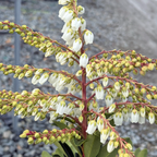 Purity Japanese Andromeda