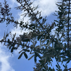 Purple Bailey Acacia