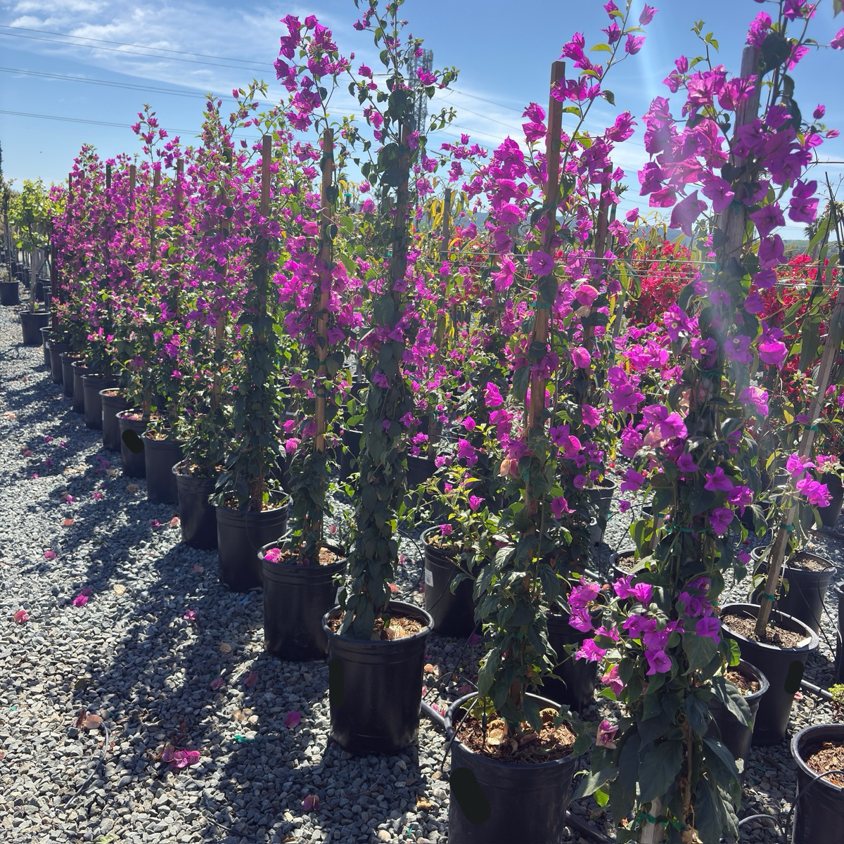 Purple Bougainvillea