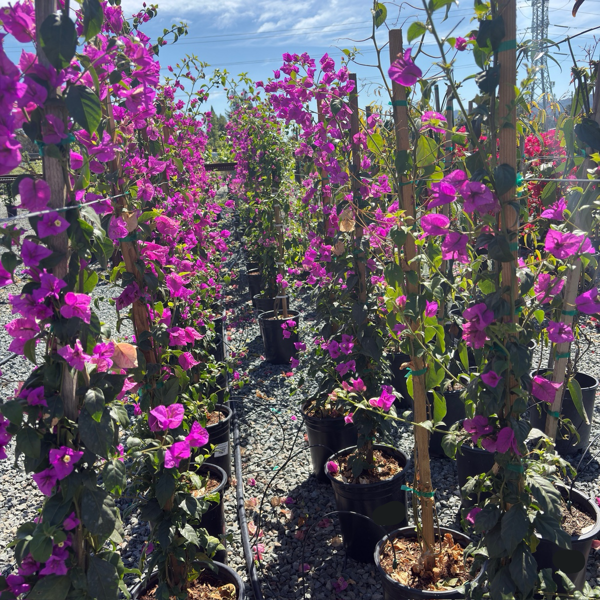 Purple Bougainvillea