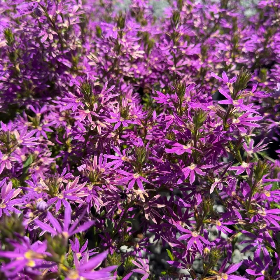 Close-up of a field of Purple Fan Flower with green stems.
