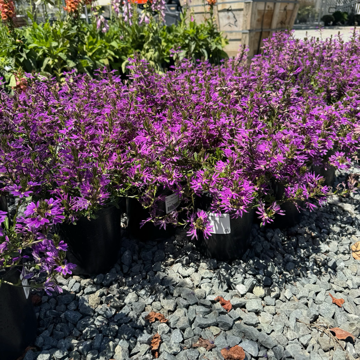 Row of potted Purple Fan Flower plants on a gravel surface
