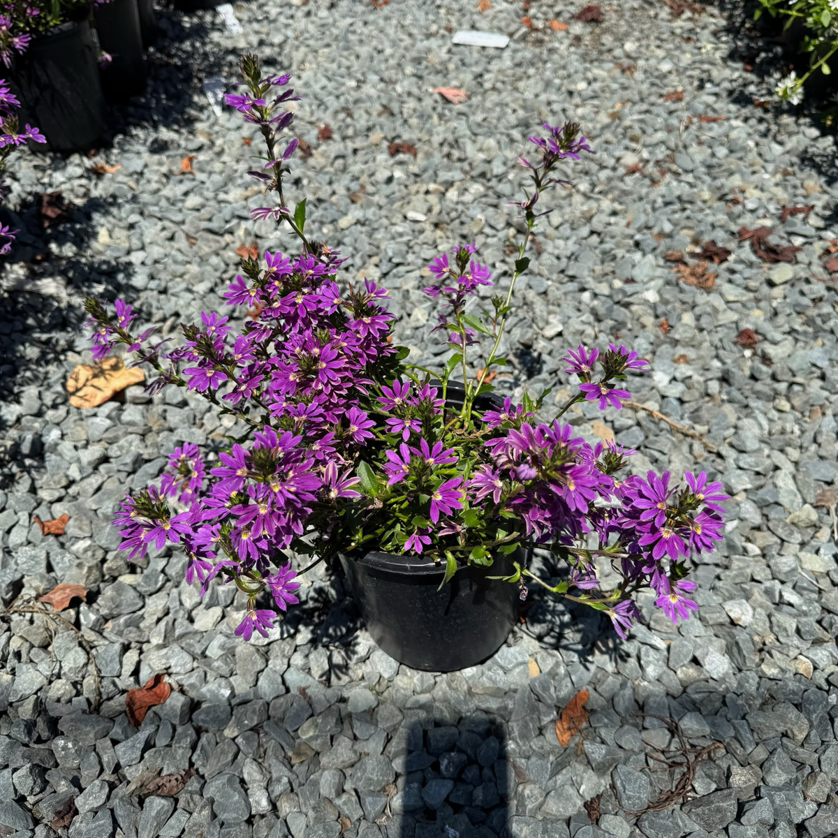 Potted Purple Fan Flower plant with purple flowers on a gravel surface