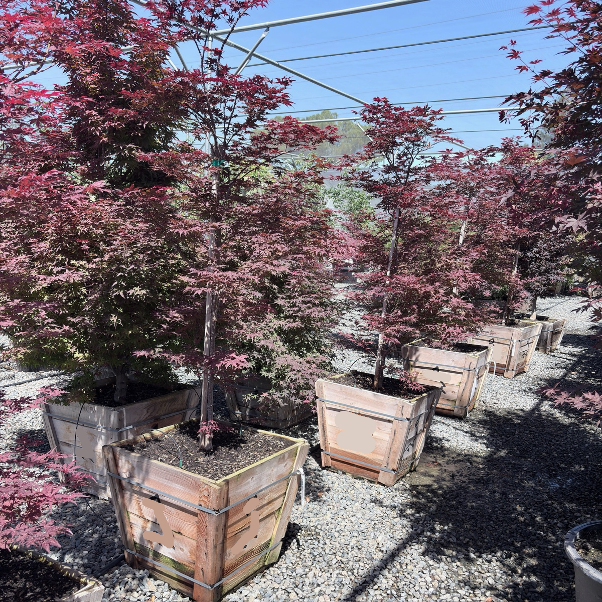 Purple Ghost Japanese Maple
