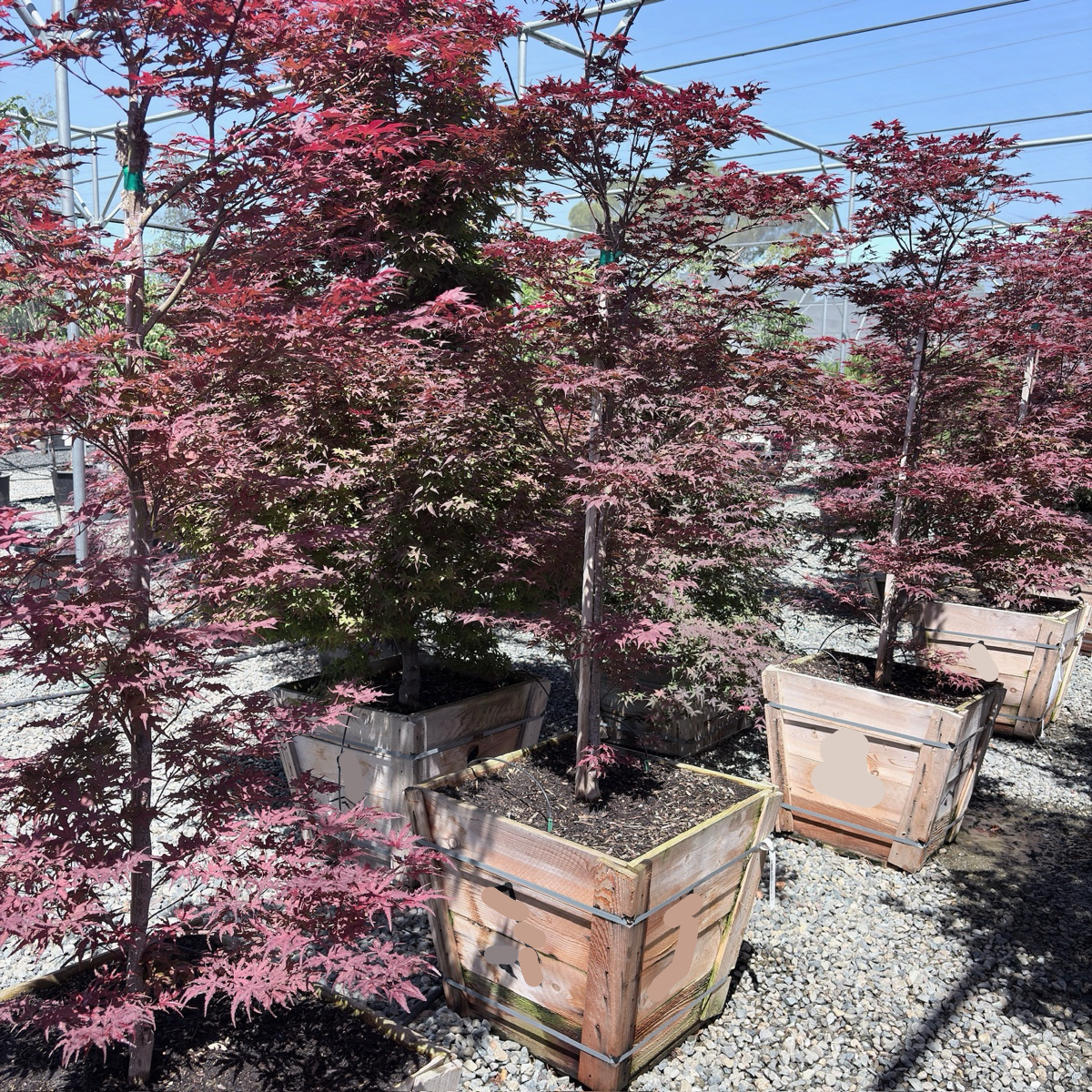 Purple Ghost Japanese Maple