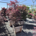 Purple Ghost Japanese Maple