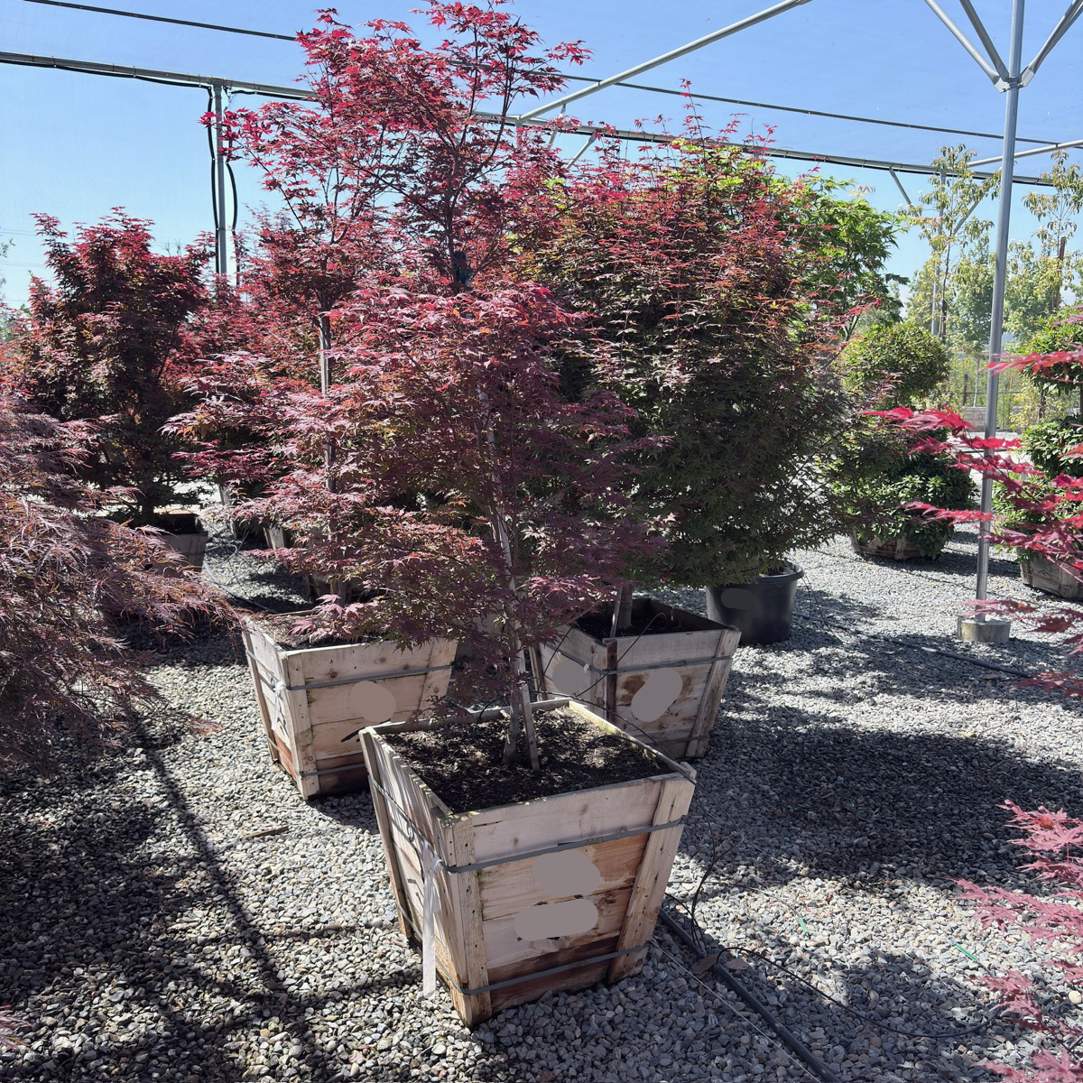 Purple Ghost Japanese Maple
