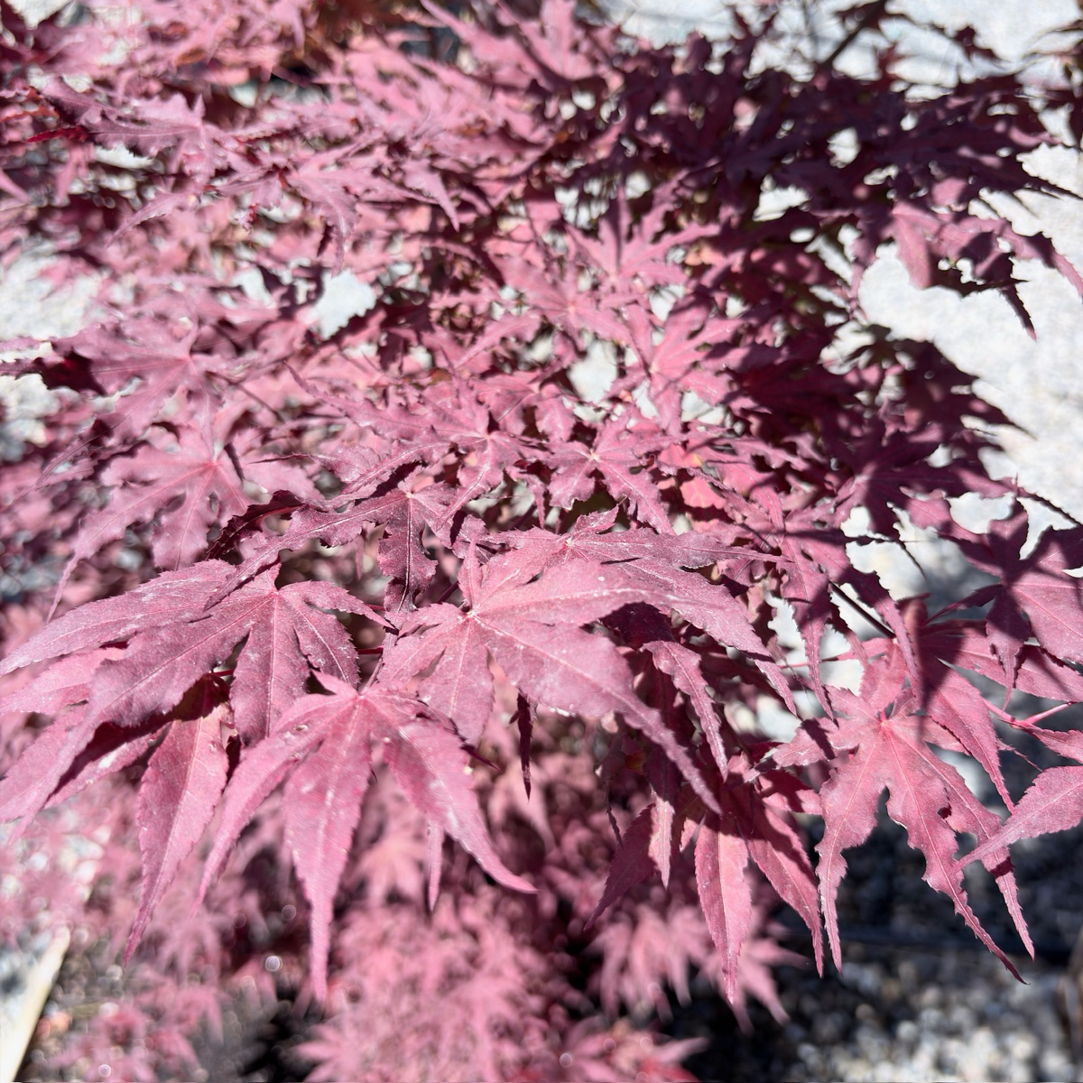 Purple Ghost Japanese Maple