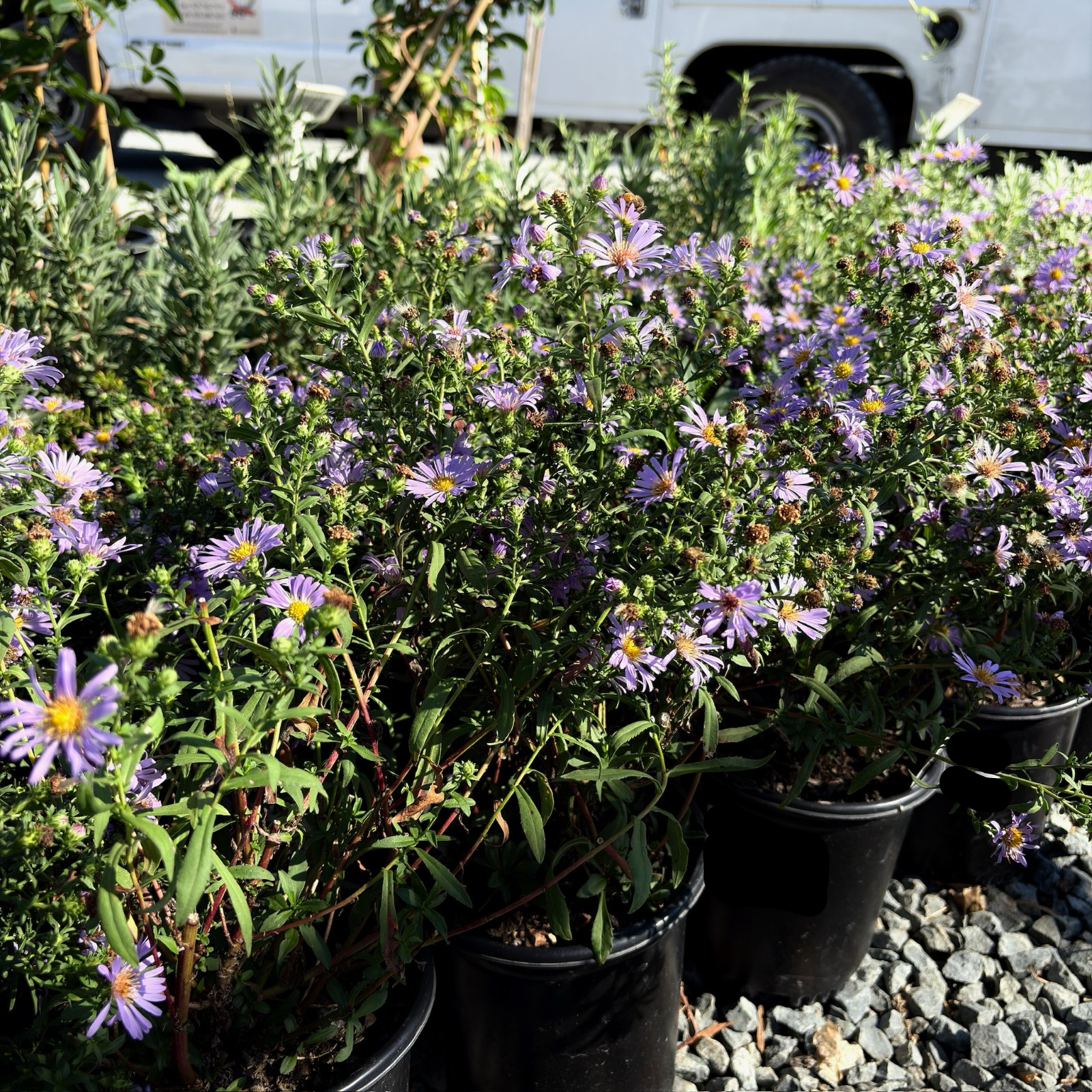 Purple Haze California Aster
