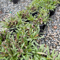Purple Haze California Aster