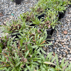 Purple Haze California Aster