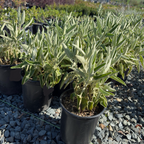 Purple Jerusalem Sage