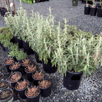 Purple Jerusalem Sage