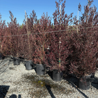 Purple Leaved Hopseed Bush