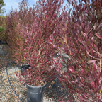 Purple Leaved Hopseed Bush