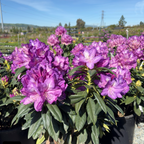 Purple Passion Rhododendron