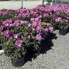 Purple Passion Rhododendron