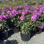 Purple Passion Rhododendron