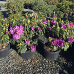 Purple Passion Rhododendron