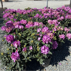 Purple Passion Rhododendron