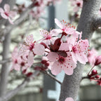 Purple Pony Flowering Plum