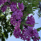Purple Robe Black Locust