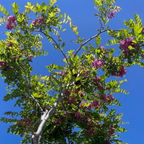 Purple Robe Black Locust