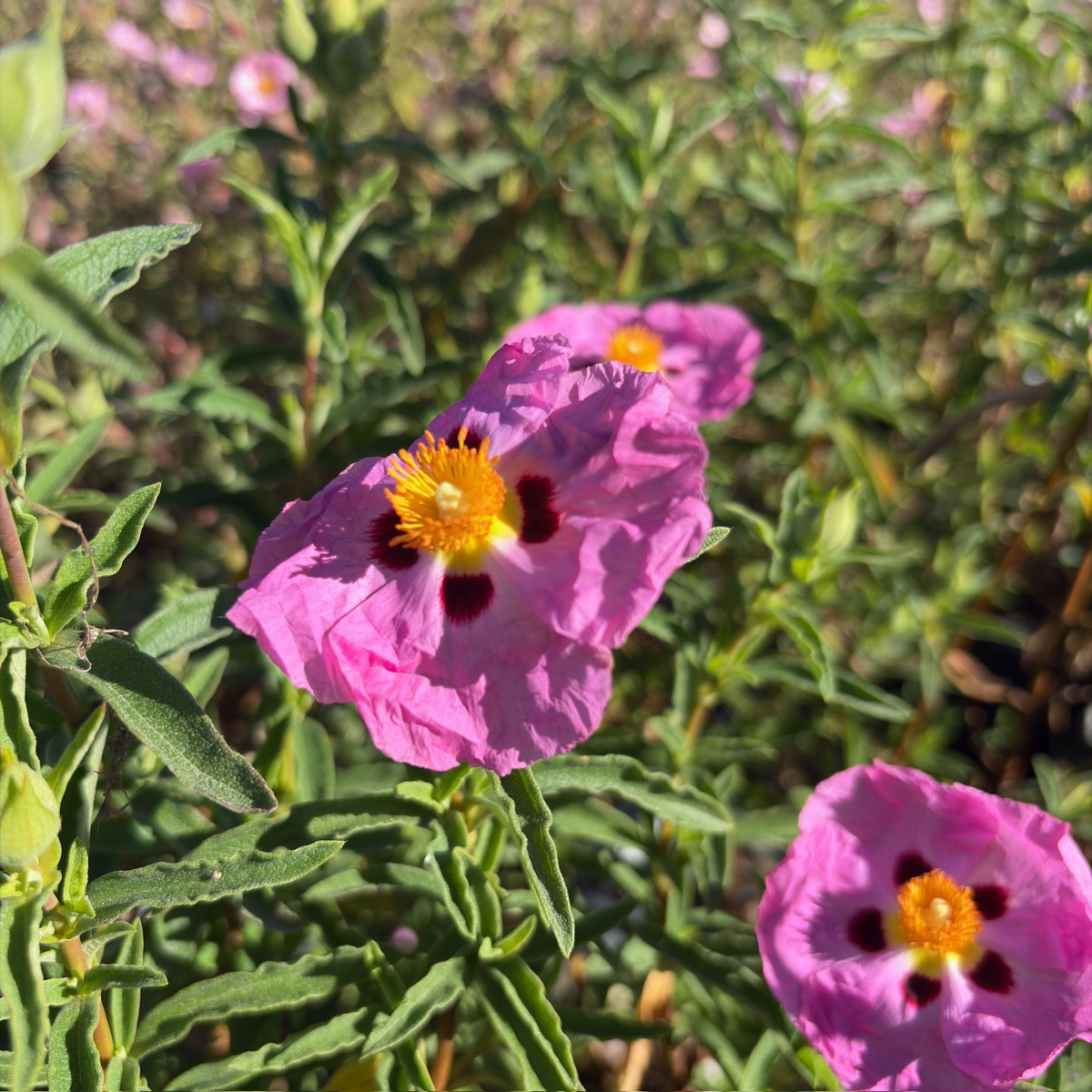 Purple Rockrose
