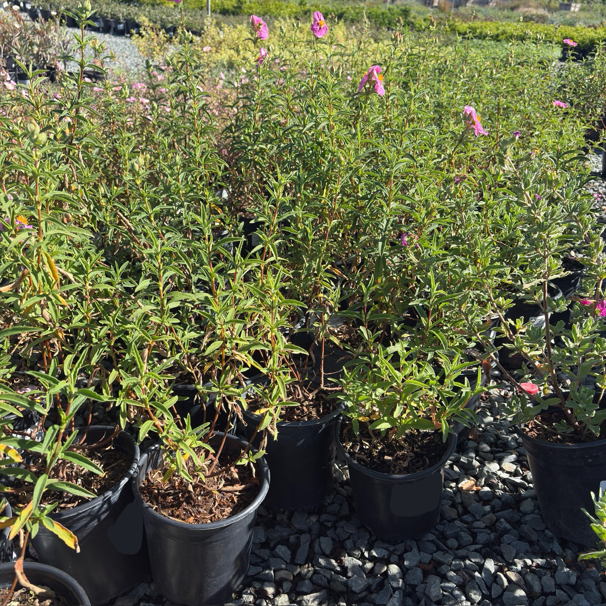 Purple Rockrose
