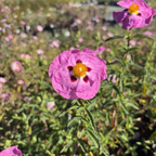 Purple Rockrose