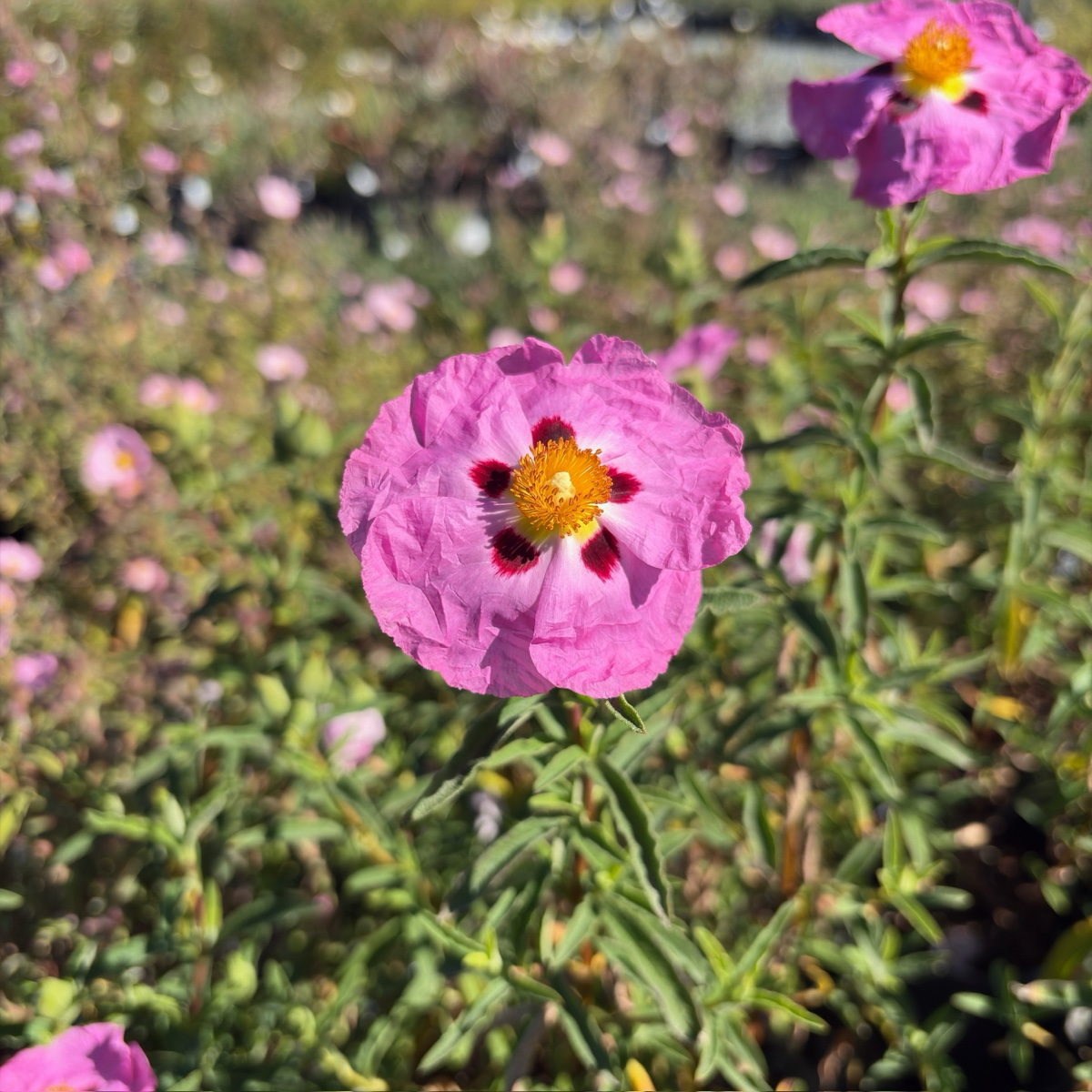 Purple Rockrose