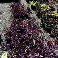 Purple Spiderwort