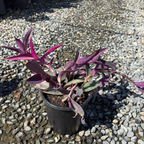 Purple Spiderwort