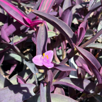 Purple Spiderwort
