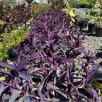 Purple Spiderwort