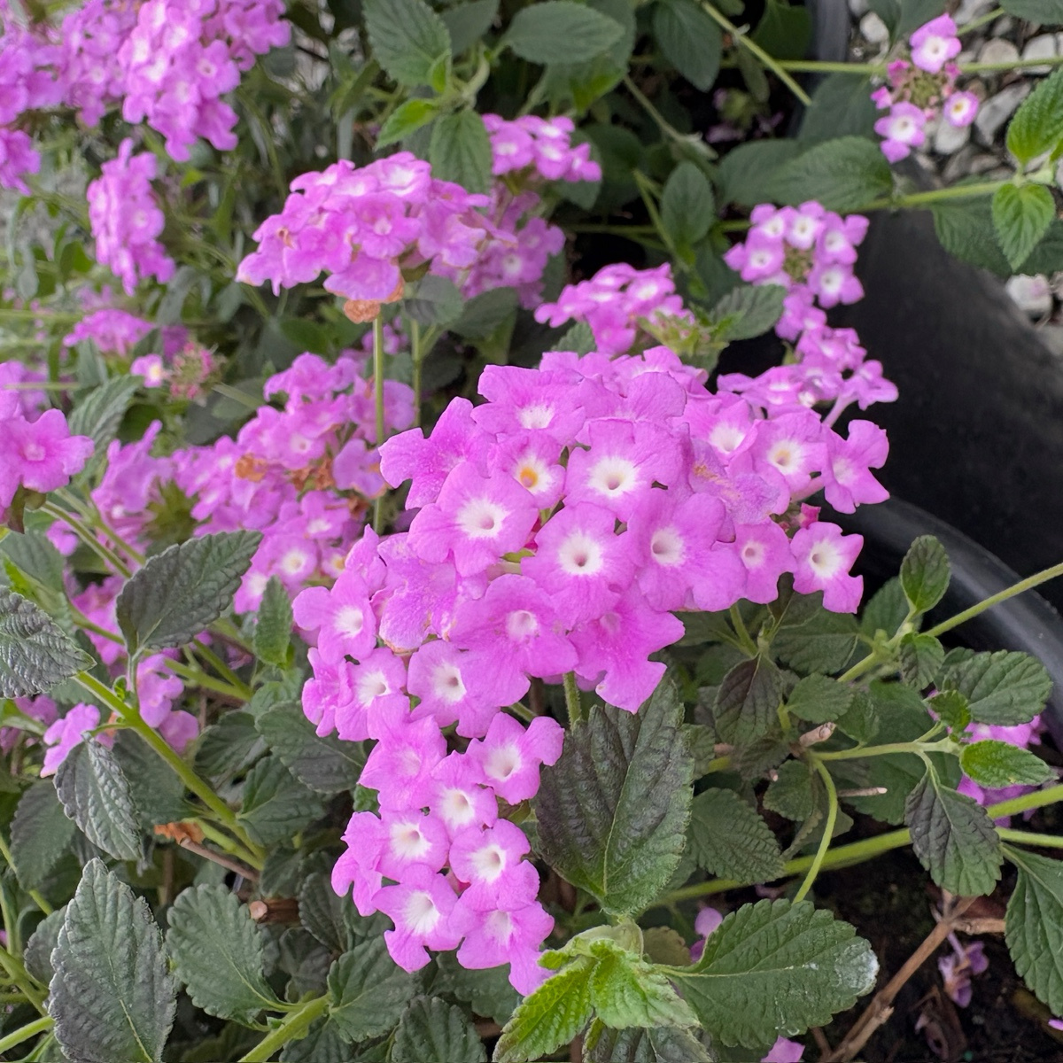 Purple Trailing Lantana