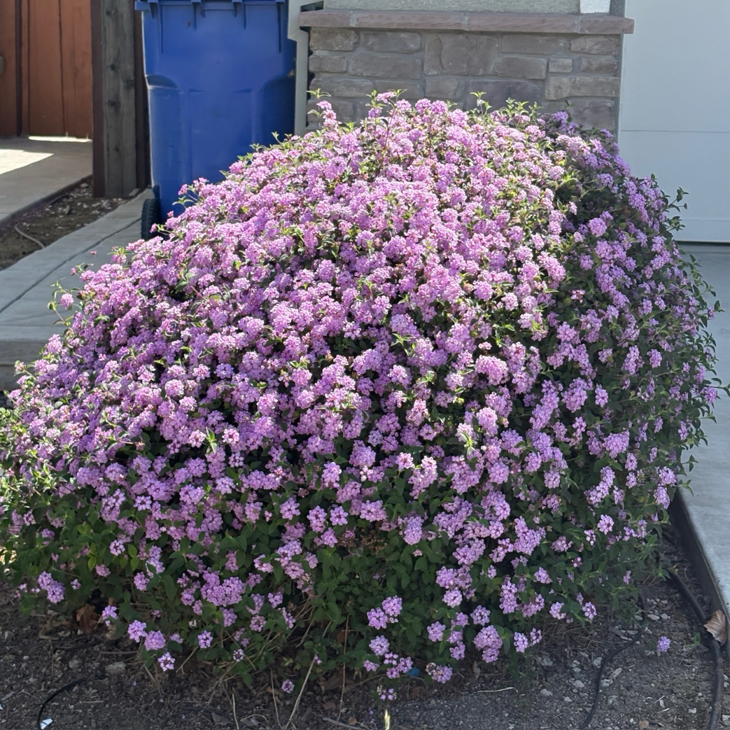 Purple Trailing Lantana