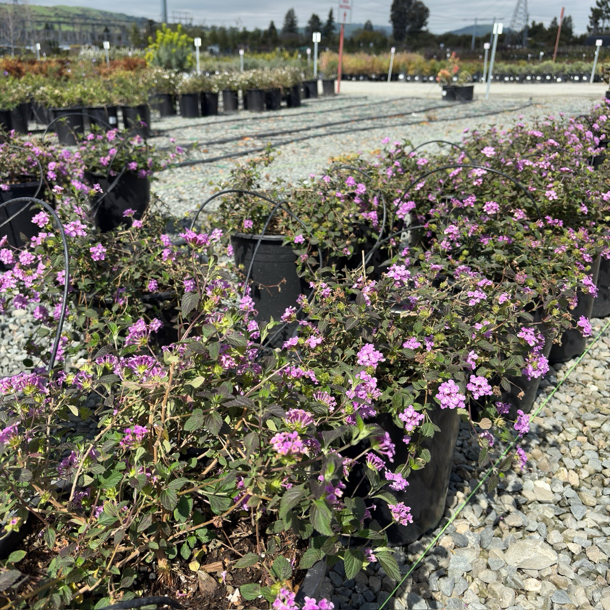 Purple Trailing Lantana