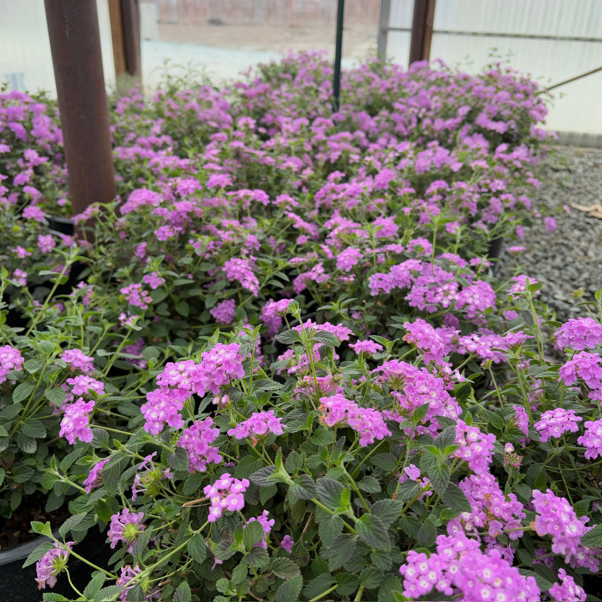 Purple Trailing Lantana