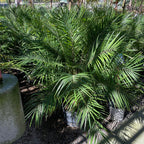 Pygmy Date Palm