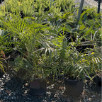 Pygmy Date Palm