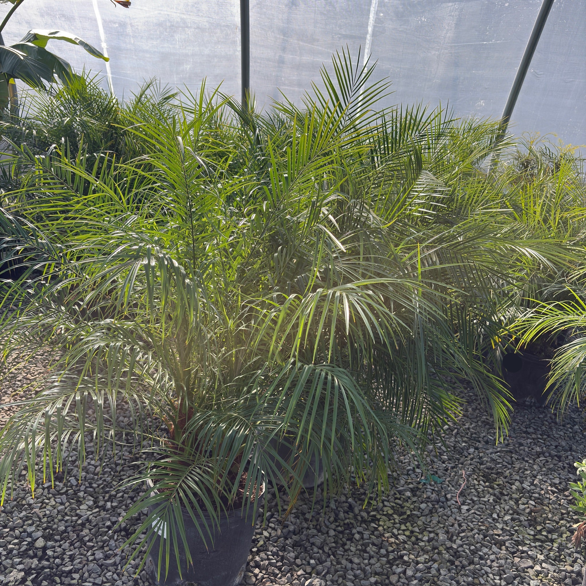 Pygmy Date Palm
