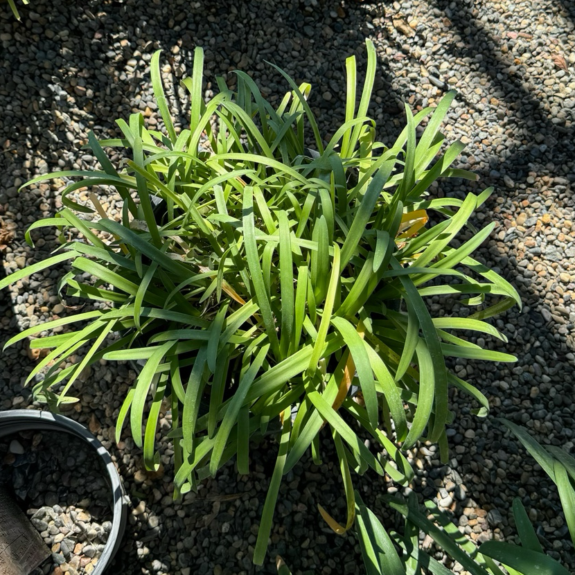 Queen Anne Lily of the Nile in a pot on a gravel surface