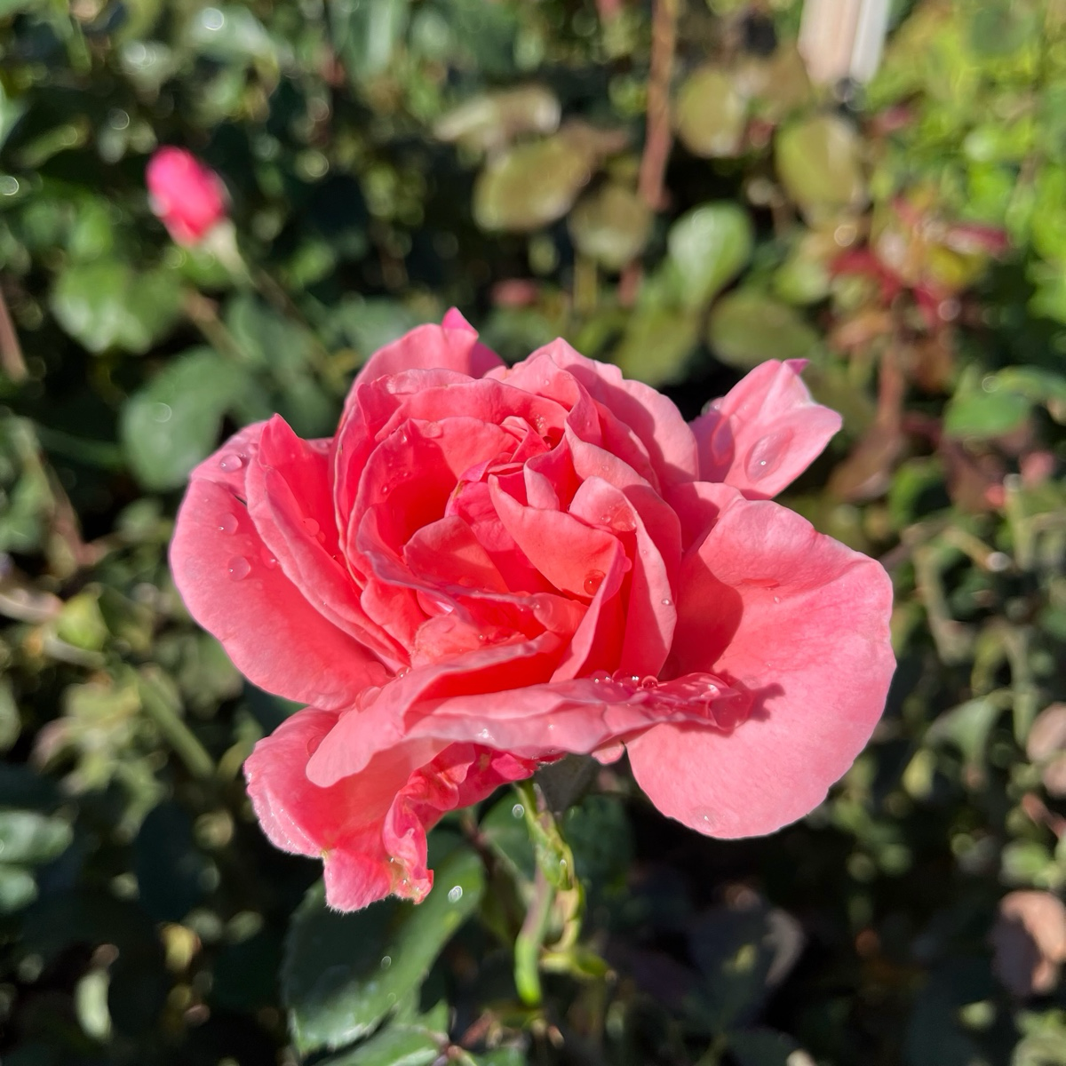Queen Elizabeth Grandiflora Rose