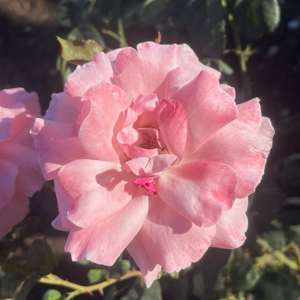 Queen Elizabeth Grandiflora Rose