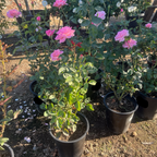Queen Elizabeth Grandiflora Rose
