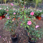 Queen Elizabeth Grandiflora Rose