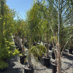 Queen  Palm